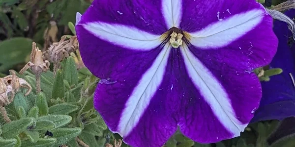 Catholic Charities Serving Central WA - Yakima Main